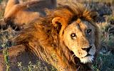 TANZANIA - Serengeti National Park - Leoni Lions - 56